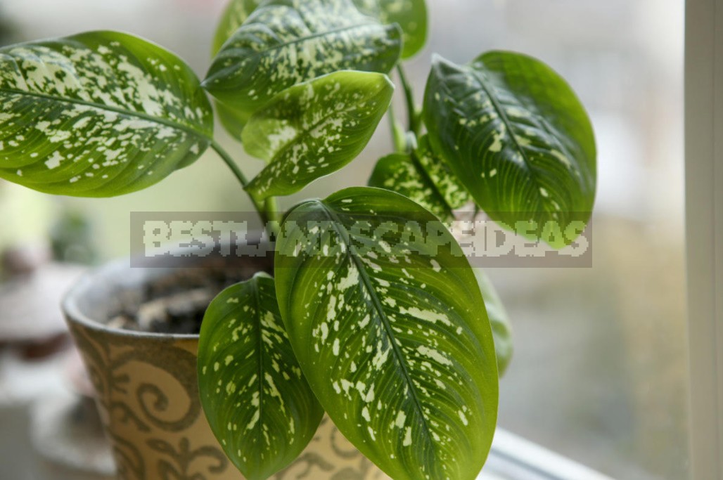 Why Do The Leaves Of Dieffenbachia Turn Yellow? Three Main Reasons