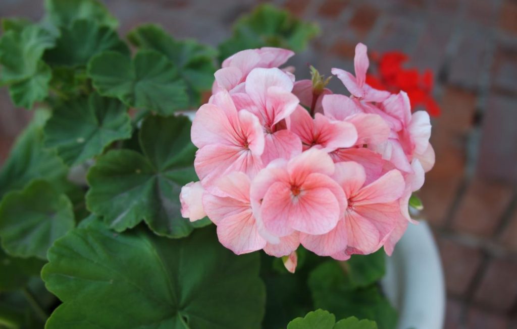 Pelargonium: Classification, Features Of Cultivation, Photos