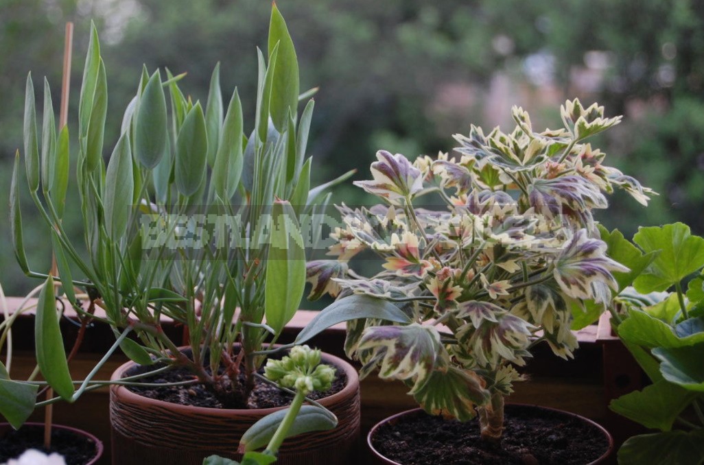 Pelargonium: Classification, Features Of Cultivation, Photos