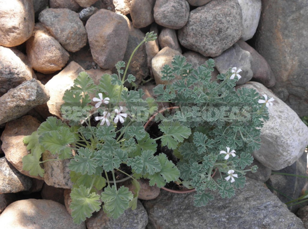 Pelargonium: Classification, Features Of Cultivation, Photos