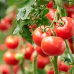 Amazing TomatoesAmazing tomatoes: How Not To Get Confused In Definitions