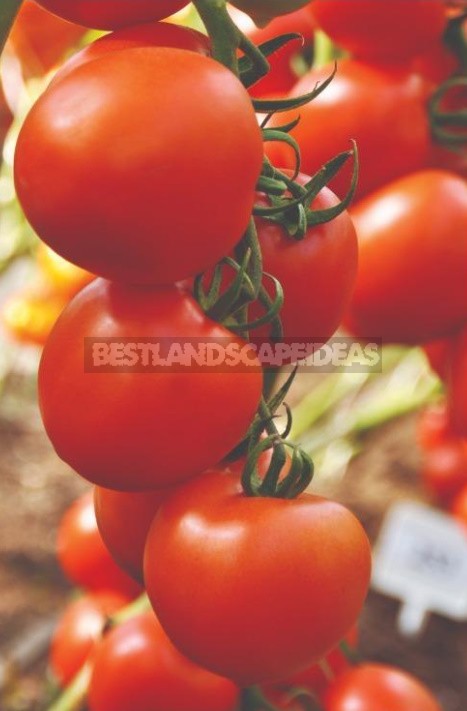Amazing TomatoesAmazing tomatoes: How Not To Get Confused In Definitions