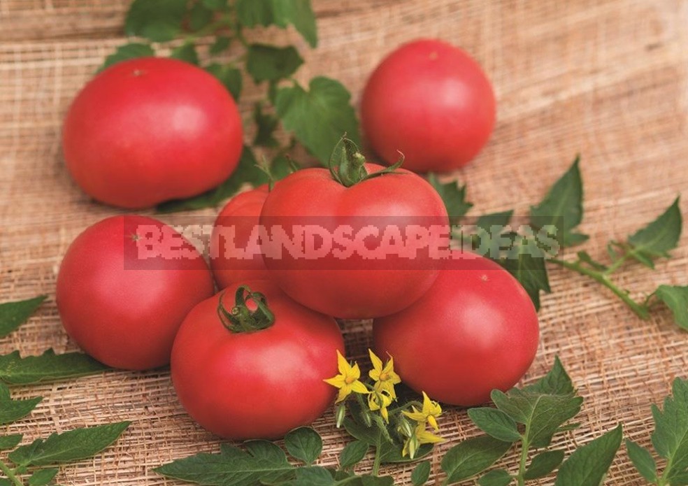 Amazing TomatoesAmazing tomatoes: How Not To Get Confused In Definitions