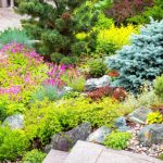 Coniferous Plants In The Garden: Height Groups And Their Use