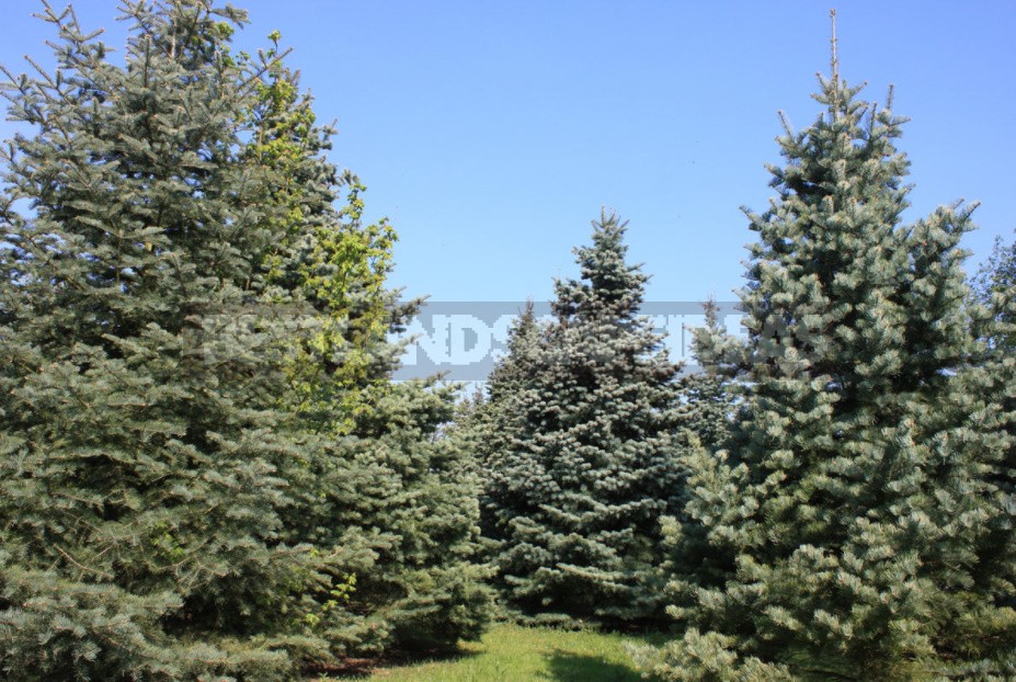 Coniferous Plants In The Garden: Height Groups And Their Use