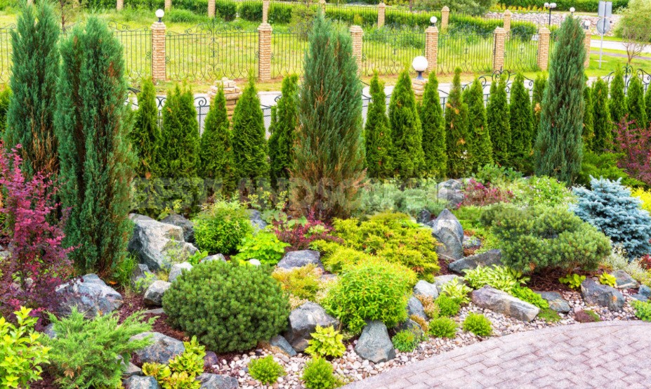 Coniferous Plants In The Garden: Height Groups And Their Use