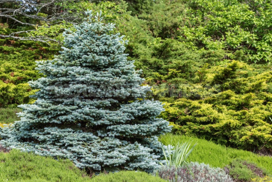 Coniferous Plants In The Garden: Height Groups And Their Use