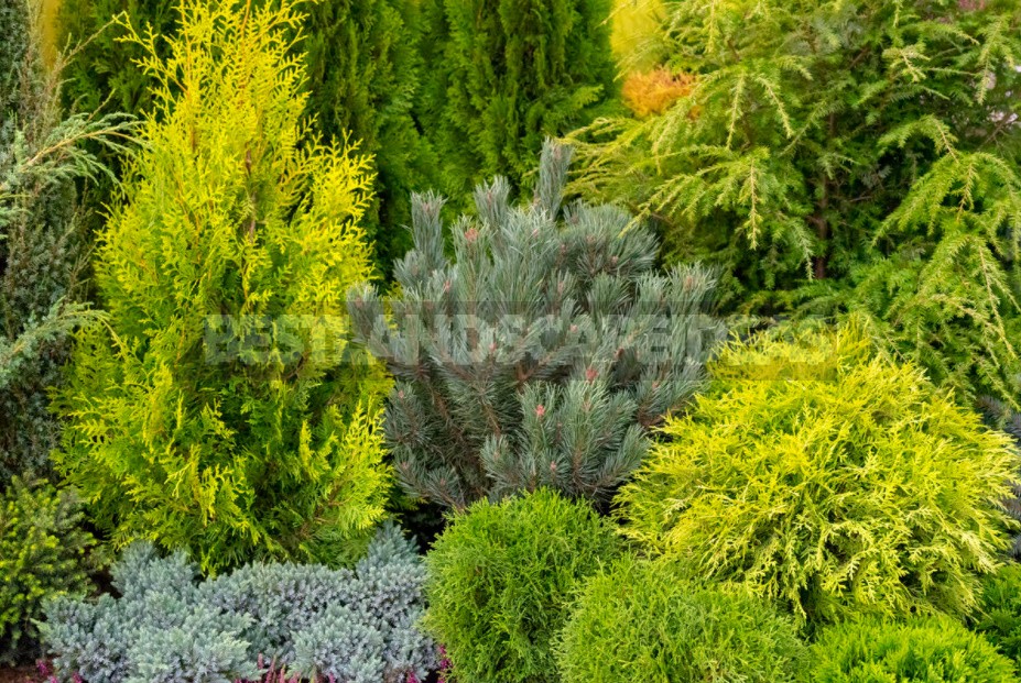 Coniferous Plants In The Garden: Height Groups And Their Use