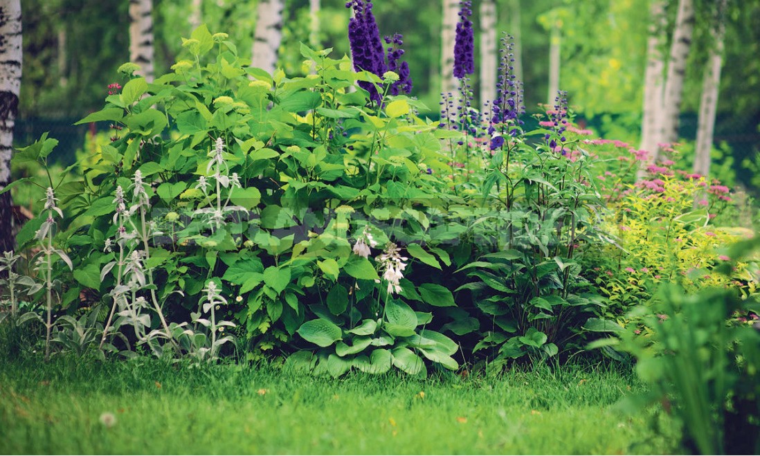 Сottage In The Forest: Selection Of Plants, Paths, Places Of Rest