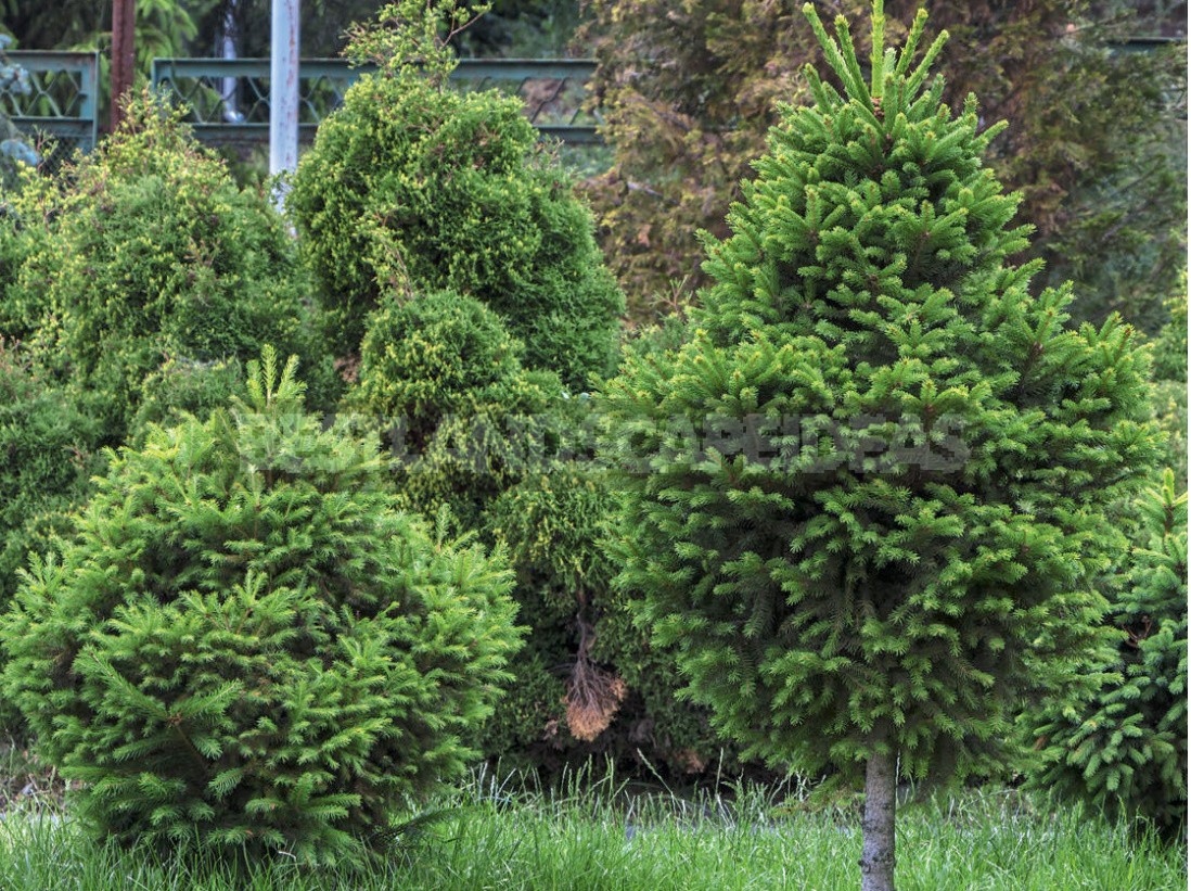 Сottage In The Forest: Selection Of Plants, Paths, Places Of Rest