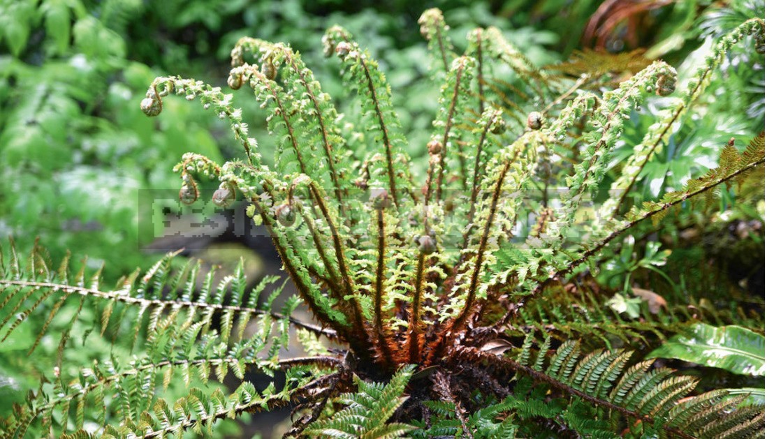 Сottage In The Forest: Selection Of Plants, Paths, Places Of Rest