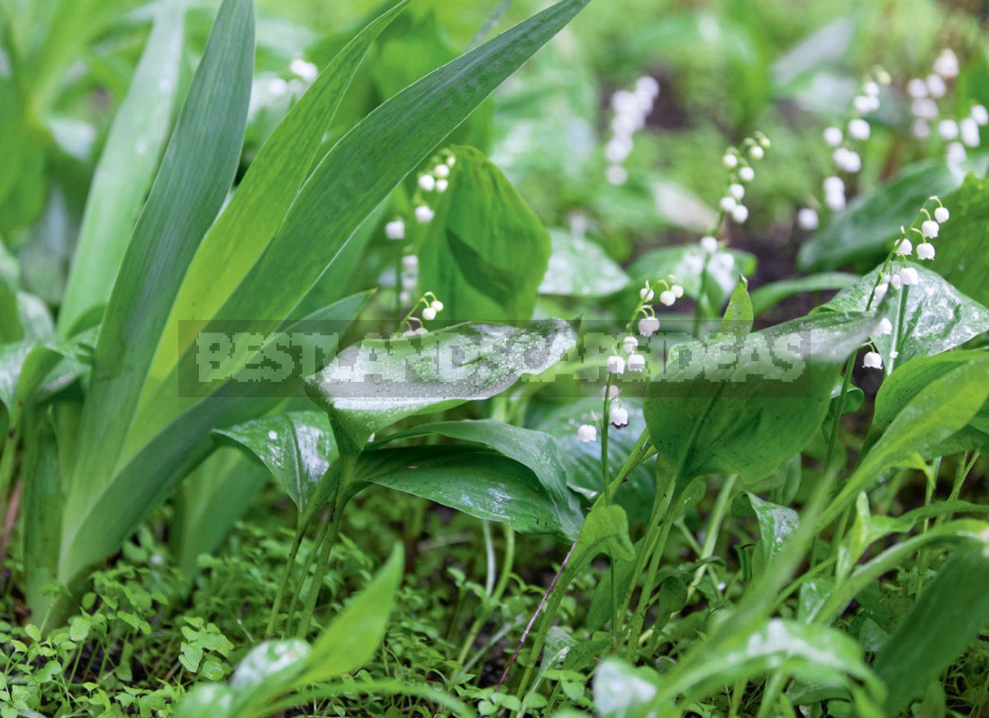 Сottage In The Forest: Selection Of Plants, Paths, Places Of Rest