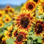 Decorative Sunflower: Varieties, Photos, Place In The Garden