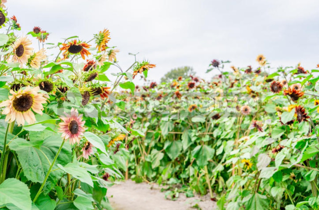 Decorative Sunflower: Varieties, Photos, Place In The Garden