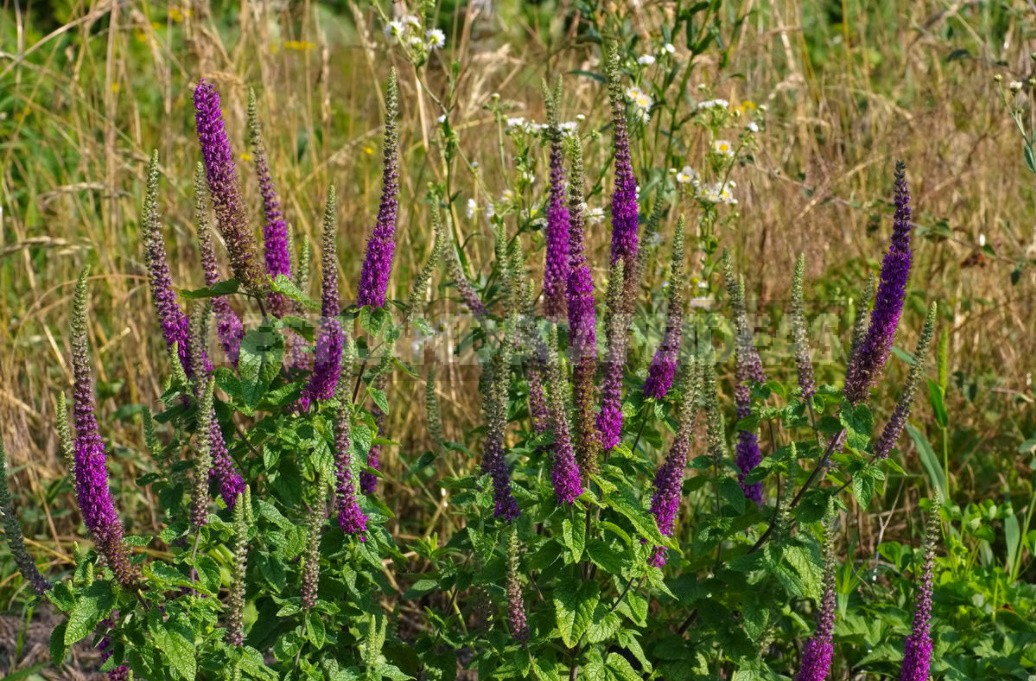 Decorative Sunflower: Varieties, Photos, Place In The Garden