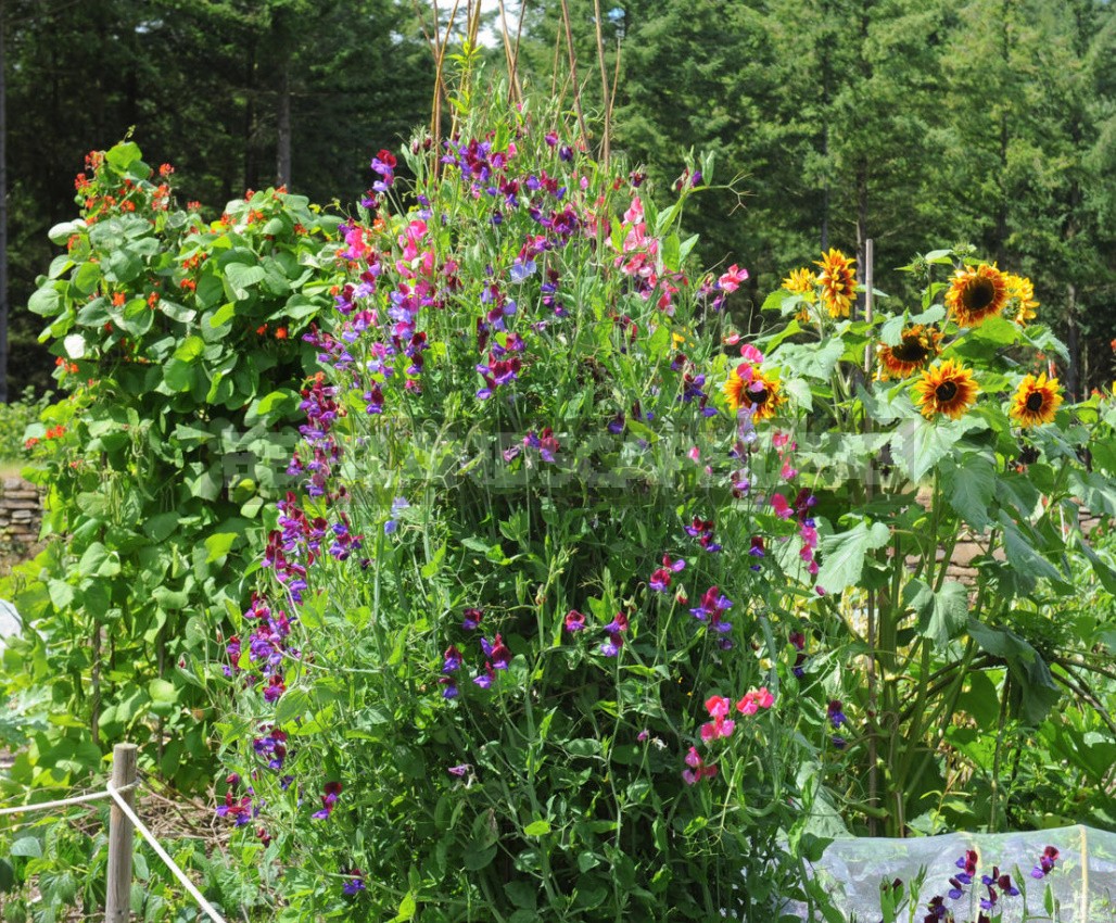 Decorative Sunflower: Varieties, Photos, Place In The Garden