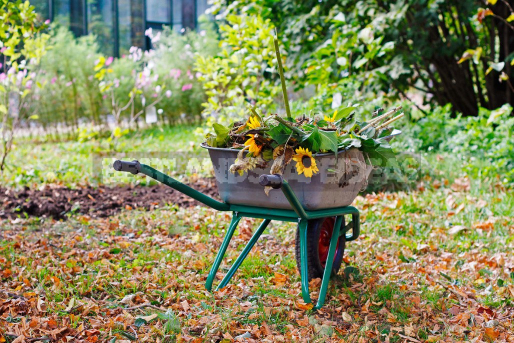 Decorative Sunflower: Varieties, Photos, Place In The Garden