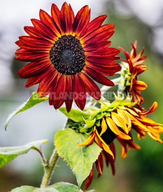 Decorative Sunflower: Varieties, Photos, Place In The Garden