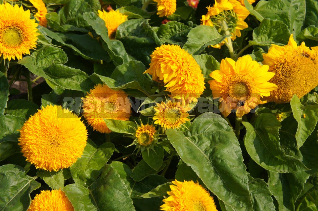 Decorative Sunflower: Varieties, Photos, Place In The Garden