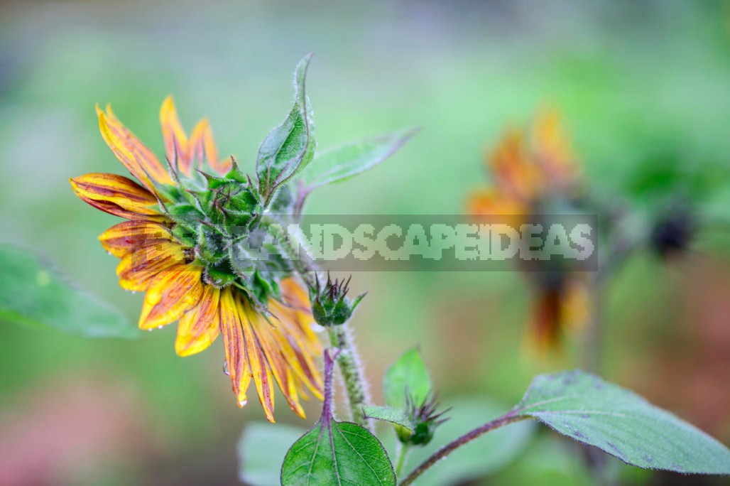 Decorative Sunflower: Varieties, Photos, Place In The Garden