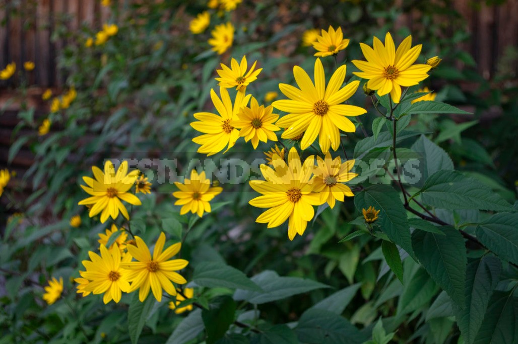 Decorative Sunflower: Varieties, Photos, Place In The Garden