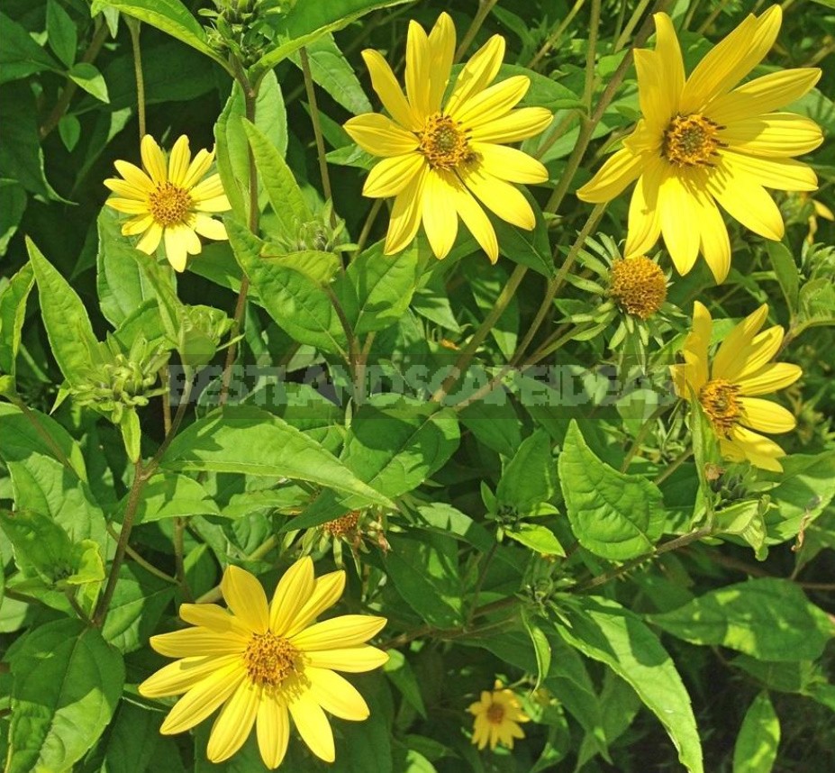 Decorative Sunflower: Varieties, Photos, Place In The Garden