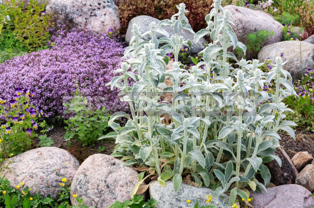 Decorative Sunflower: Varieties, Photos, Place In The Garden