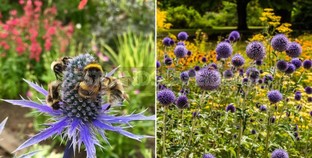 Decorative Sunflower: Varieties, Photos, Place In The Garden