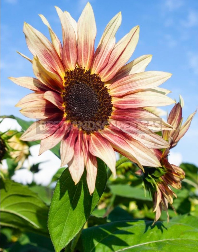 Decorative Sunflower: Varieties, Photos, Place In The Garden