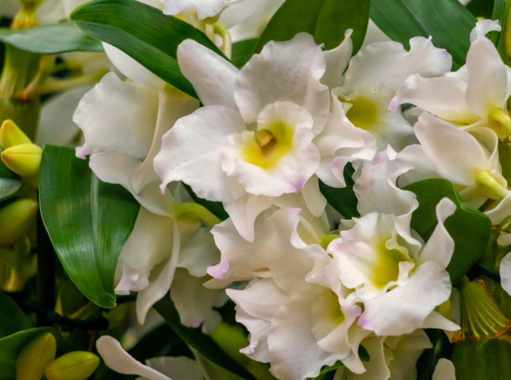 Dendrobium Nobile: a Proven Method Of Reproduction Of The Noble Orchid