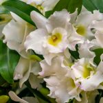 Dendrobium Nobile: a Proven Method Of Reproduction Of The Noble Orchid