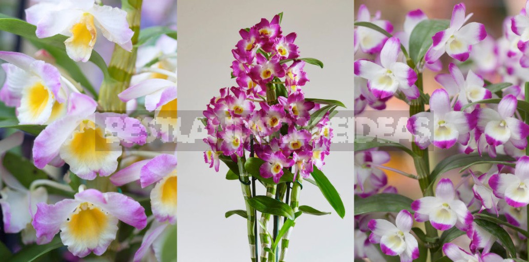 Dendrobium Nobile: a Proven Method Of Reproduction Of The Noble Orchid