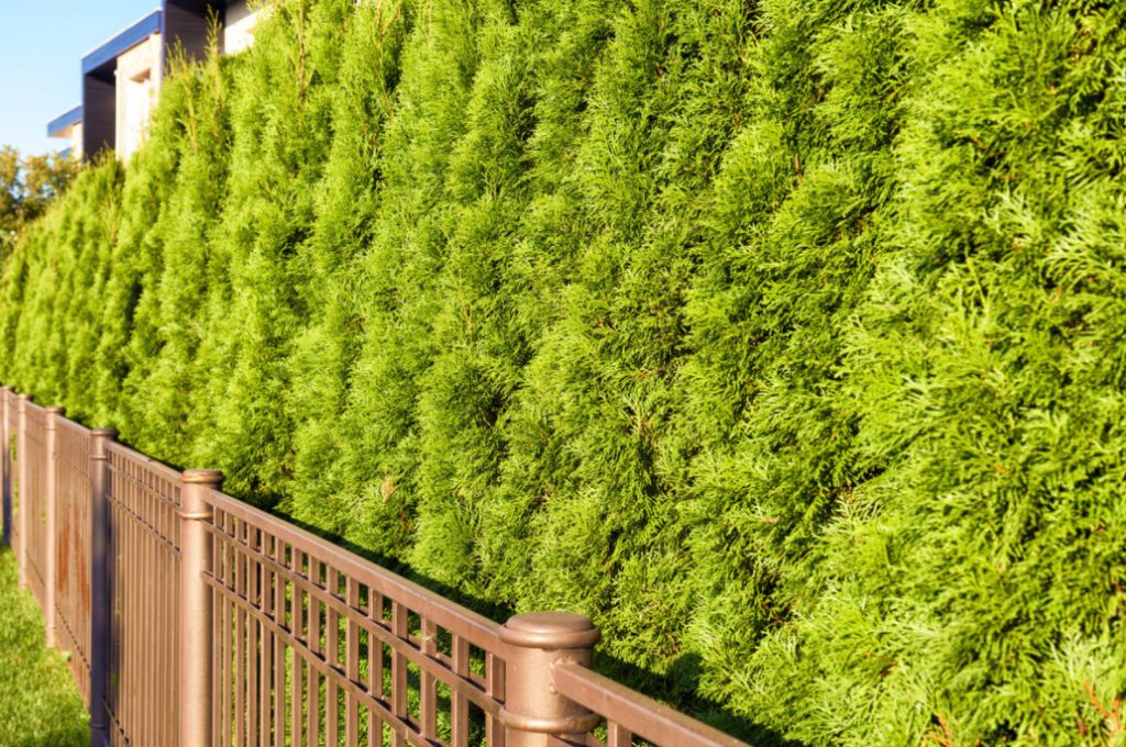 Hedges Of Spruce, Thuja And Deciduous Shrubs (Part 1)
