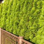 Hedges Of Spruce, Thuja And Deciduous Shrubs (Part 1)
