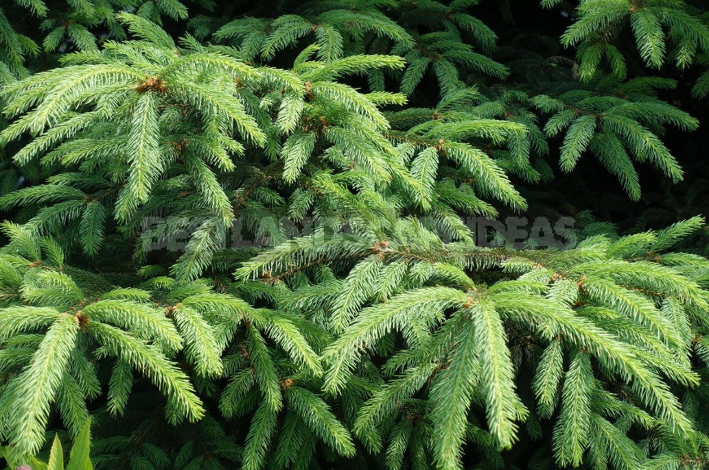Hedges Of Spruce, Thuja And Deciduous Shrubs (Part 1)