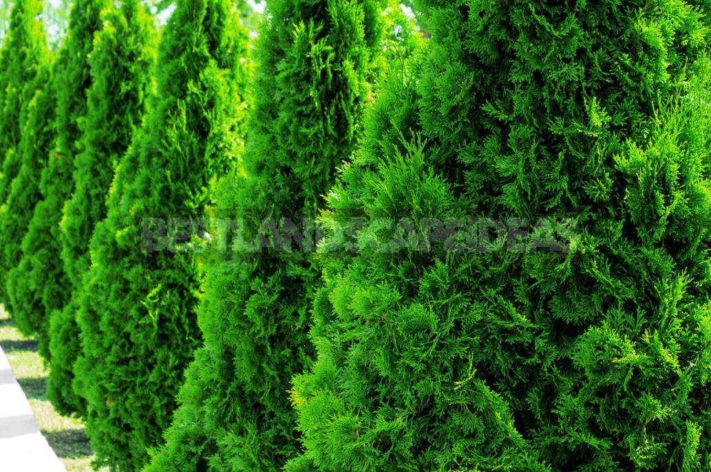 Hedges Of Spruce, Thuja And Deciduous Shrubs (Part 1)