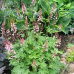 Heucherella: Grades, Partners, Examples Flower Beds (Part 1)