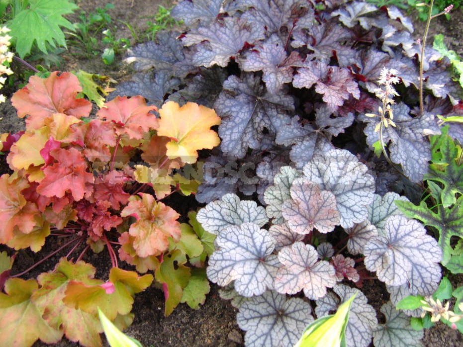 Heucherella: Grades, Partners, Examples Flower Beds (Part 1)