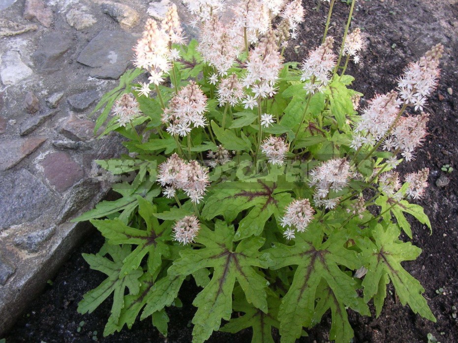 Heucherella: Grades, Partners, Examples Flower Beds (Part 1)