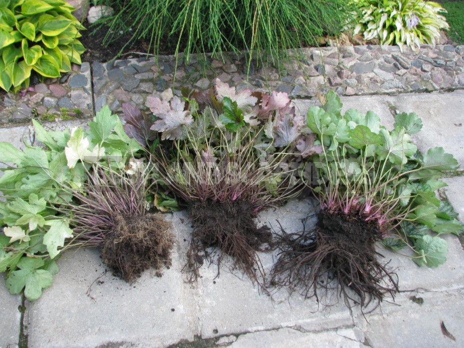 Heucherella: Grades, Partners, Examples Flower Beds (Part 1)