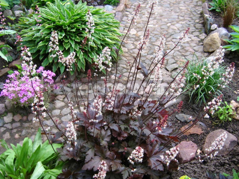 Heucherella: Grades, Partners, Examples Flower Beds (Part 1)