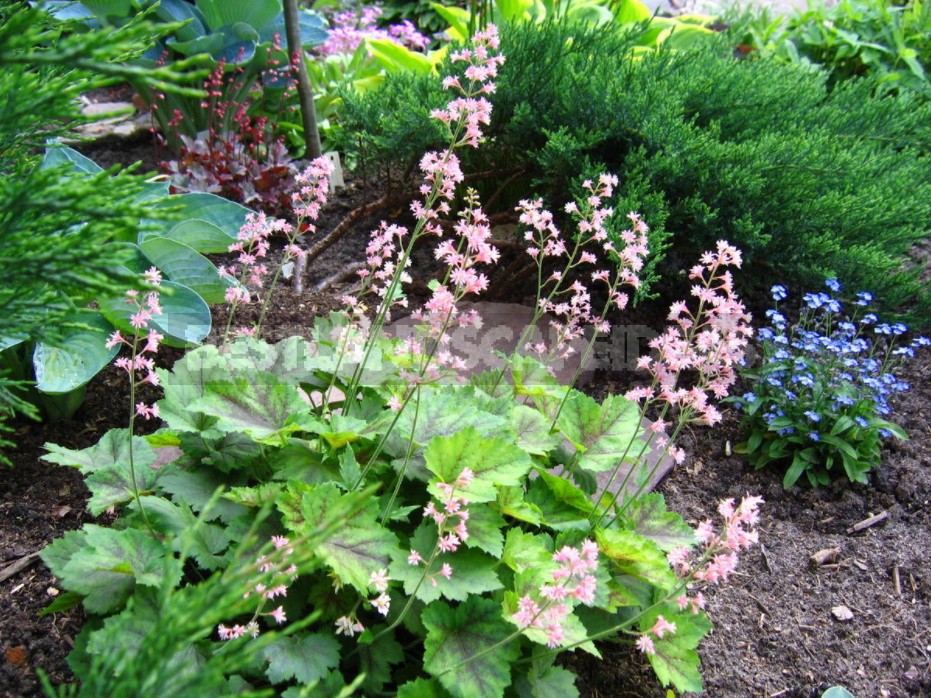 Heucherella: Grades, Partners, Examples Flower Beds (Part 1)