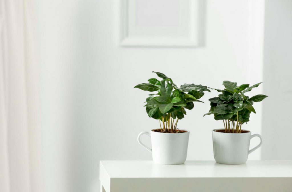 How To Grow a Coffee Tree At Home?