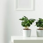 How To Grow a Coffee Tree At Home?