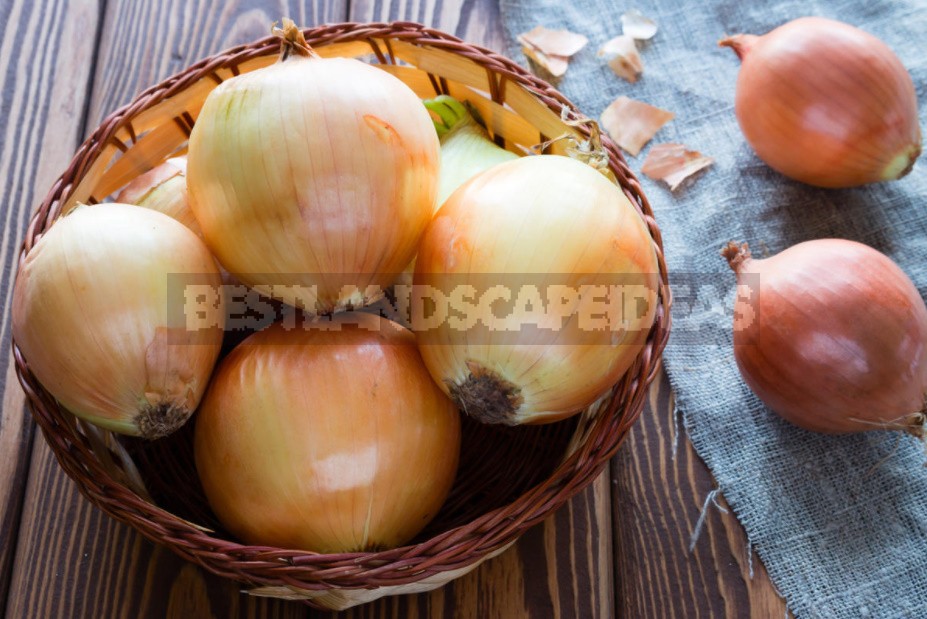 How To Grow Large Onions