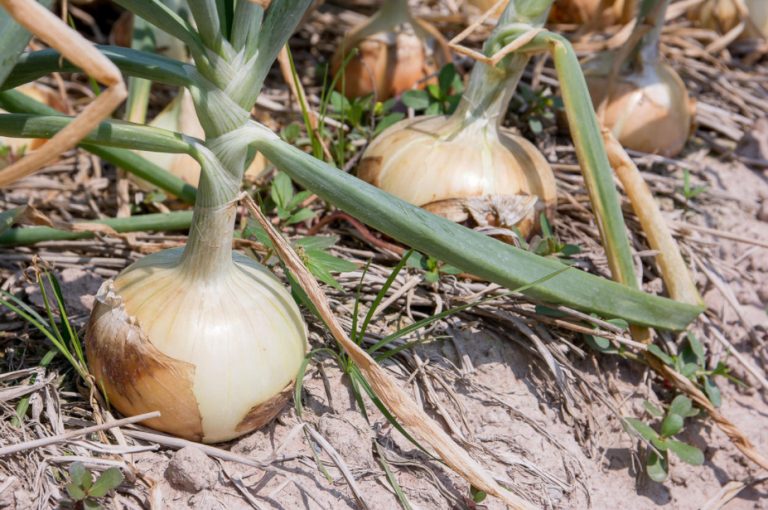 How To Grow Large Onions Best Landscape Ideas