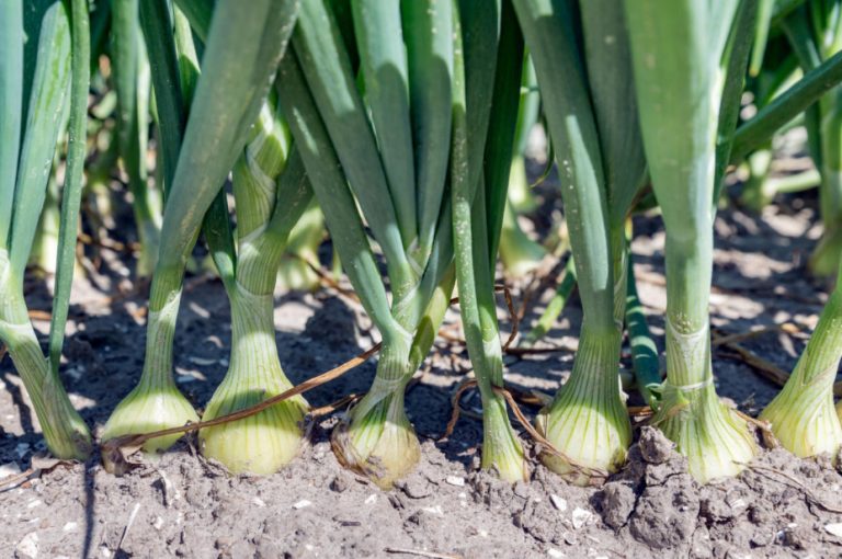 How To Grow Large Onions Best Landscape Ideas