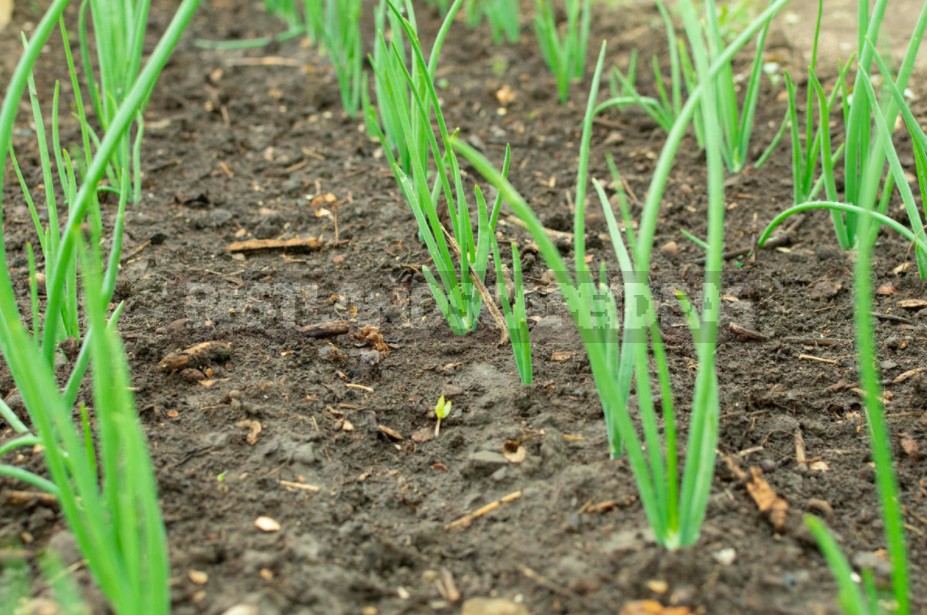 How To Grow Large Onions