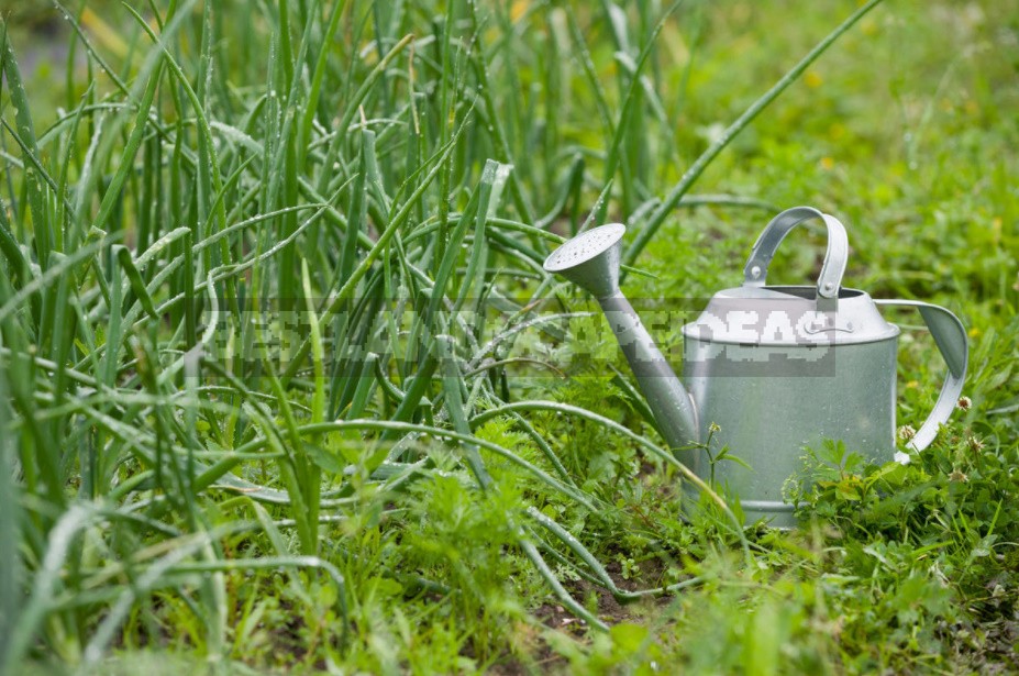 How To Grow Large Onions