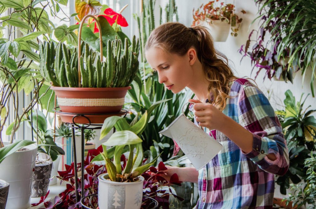 Indoor Plants: Care Tips For Novice Gardeners